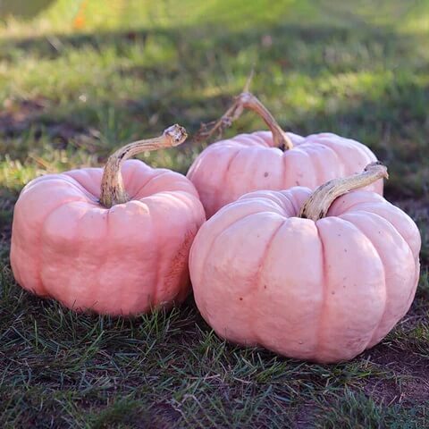 Pink Pumpkin Seeds