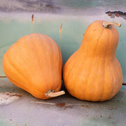 Seminole Pumpkin Seeds