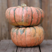 Speckled Hound Pumpkin Seeds