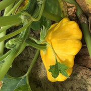 Sunseanse F1 Pumpkin Seeds