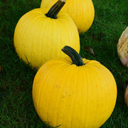 Yellow Pumpkin Seeds