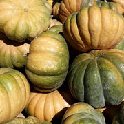 Zucchini Aspn-RAN Pumpkin Seeds