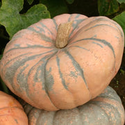 Speckled Hound Pumpkin Seeds