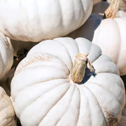 White Pumpkin Seeds