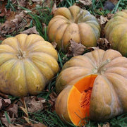 Zucchini Aspn-RAN Pumpkin Seeds
