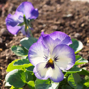 White Violet Pansy Seeds