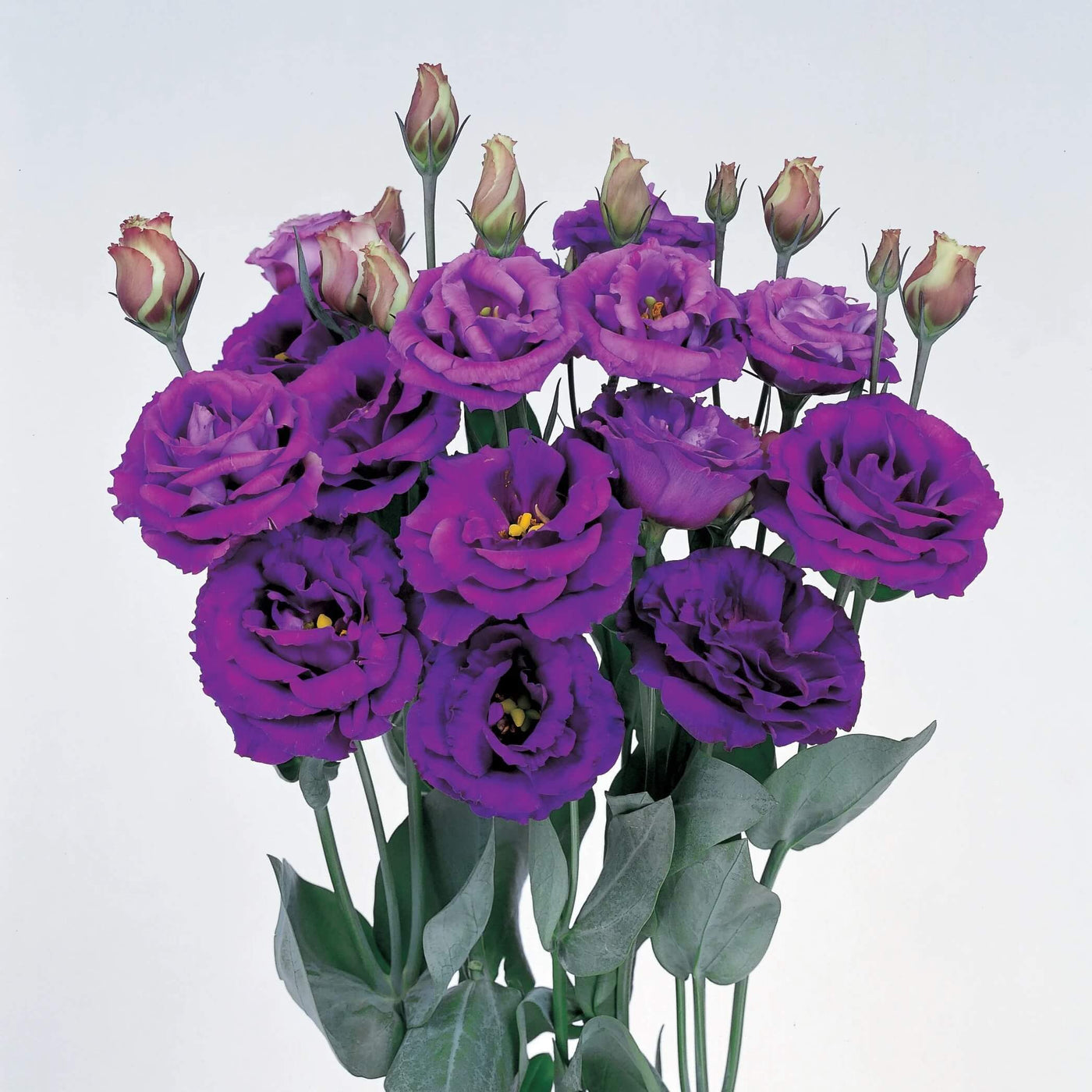 Rosita Purple Lisianthus Seeds
