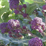 Early Purple Broccoli Seeds