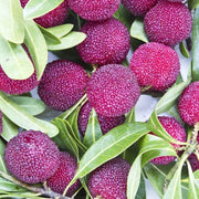 Black Seeds, Morella rubra