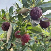 Black Seeds, Morella rubra
