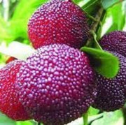 Black Seeds, Morella rubra