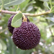 Black Seeds, Morella rubra