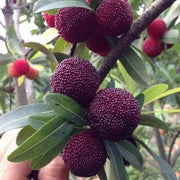 Black Seeds, Morella rubra