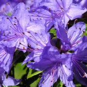 Purple Azalea Seeds - Flower Plant
