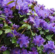 Purple Azalea Seeds - Flower Plant