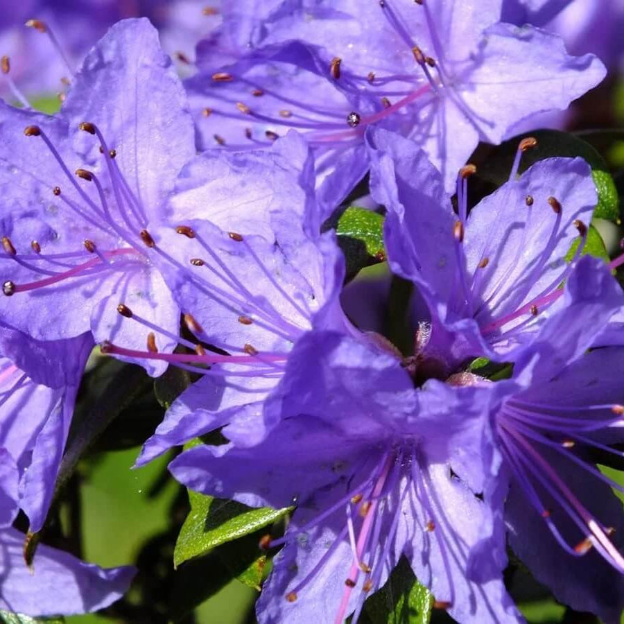 Purple Azalea Seeds - Flower Plant