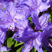 Purple Azalea Seeds - Flower Plant