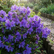 Purple Azalea Seeds - Flower Plant