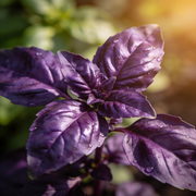 Basil Seeds – Ocimum basilicum