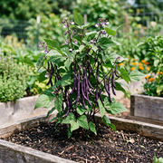 Bean Seeds – Phaseolus vulgaris