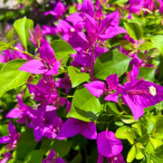 Bougainvillea Seeds, Bougainvillea spectabilis Flower Seeds