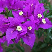 Bougainvillea Seeds, Bougainvillea spectabilis Flower Seeds
