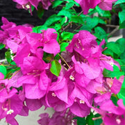 Bougainvillea Seeds, Bougainvillea spectabilis Flower Seeds