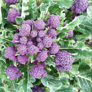 Broccoli Seeds – Brassica oleracea var. italica