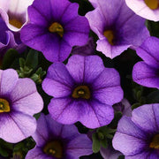Purple Calibrachoa Seeds