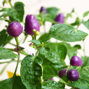 Purple Chilli Seeds