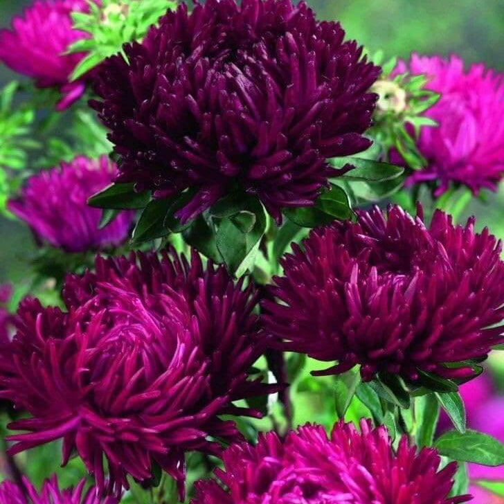Wildflower Mix Purple China Aster Seeds
