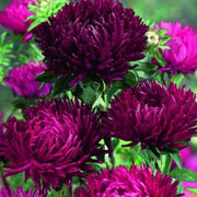 Wildflower Mix Purple China Aster Seeds