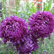 Wildflower Mix Purple China Aster Seeds