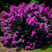 Purple Crepe Myrtle Lagerstroemia indica Seeds