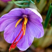 Purple Crocus Seeds