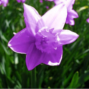 Purple Daffodils Seeds - Flower Plant