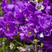 Purple Daffodils Seeds - Flower Plant