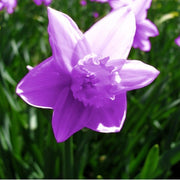 Purple Daffodils Seeds - Flower Plant