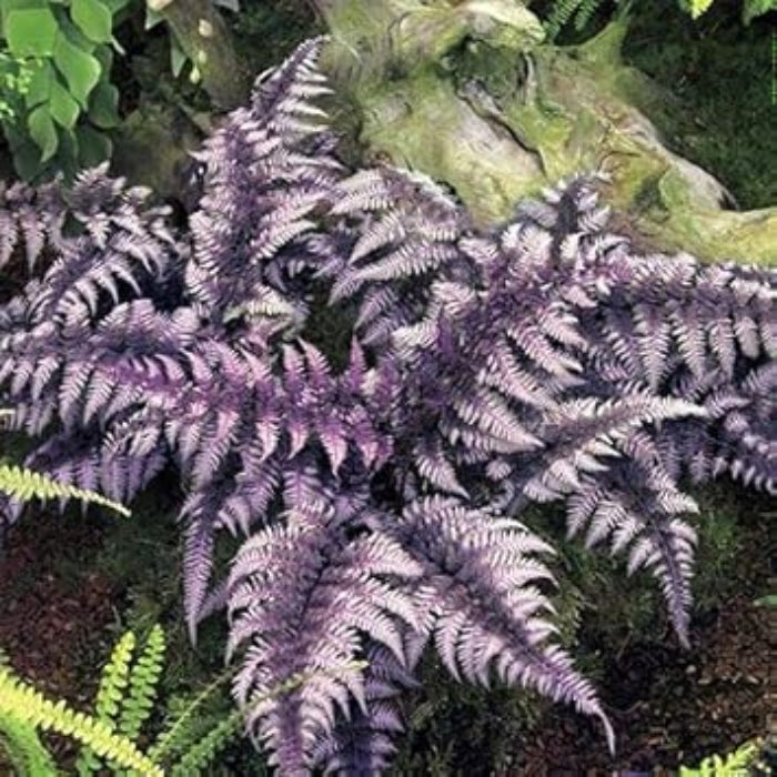 Purple Fern Pteridophyta Seeds - Flower Plant