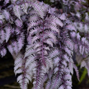 Purple Fern Pteridophyta Seeds - Flower Plant