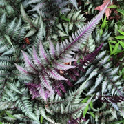 Purple Fern Pteridophyta Seeds - Flower Plant