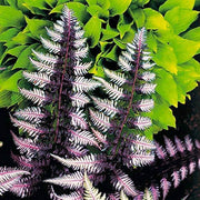 Purple Fern Seeds - Flower Plant