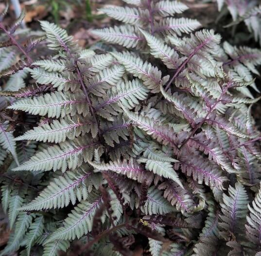 Purple Fern Seeds - Flower Plant