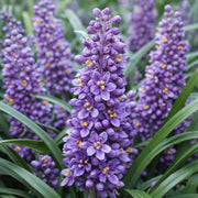 Purple Flower Border Seeds