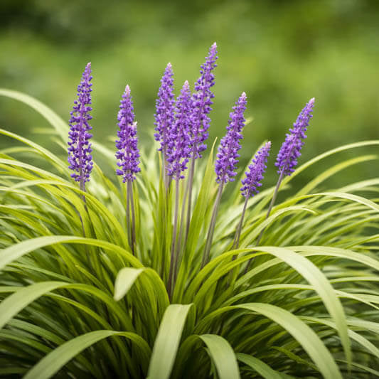 Purple Flower Border Seeds