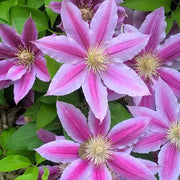 Purple Flower Mix Seeds, Heirloom Clematis