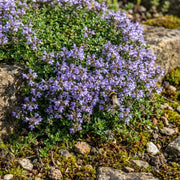 Purple Flower Thyme Seeds - Herbal Seeds