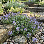 Purple Flower Thyme Seeds - Herbal Seeds