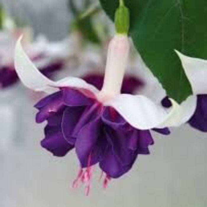 Purple Fuchsia Hybrid Seeds - Flower Plant