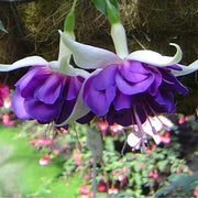 Purple Fuchsia Hybrid Seeds - Flower Plant